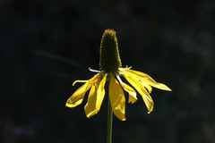 Rudbeckia californica
