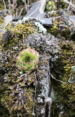 Sempervivum caucasicum