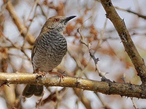 Stierling's Wren-Warbler (Calamonastes stierlingi), photo 4