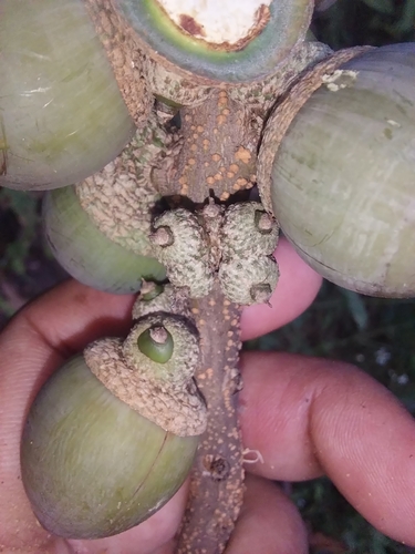 Lithocarpus elegans observed 2024-10-21