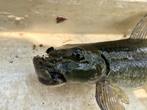 Simpson's labeo (Labeo simpsoni) — Cyprinidae — 2