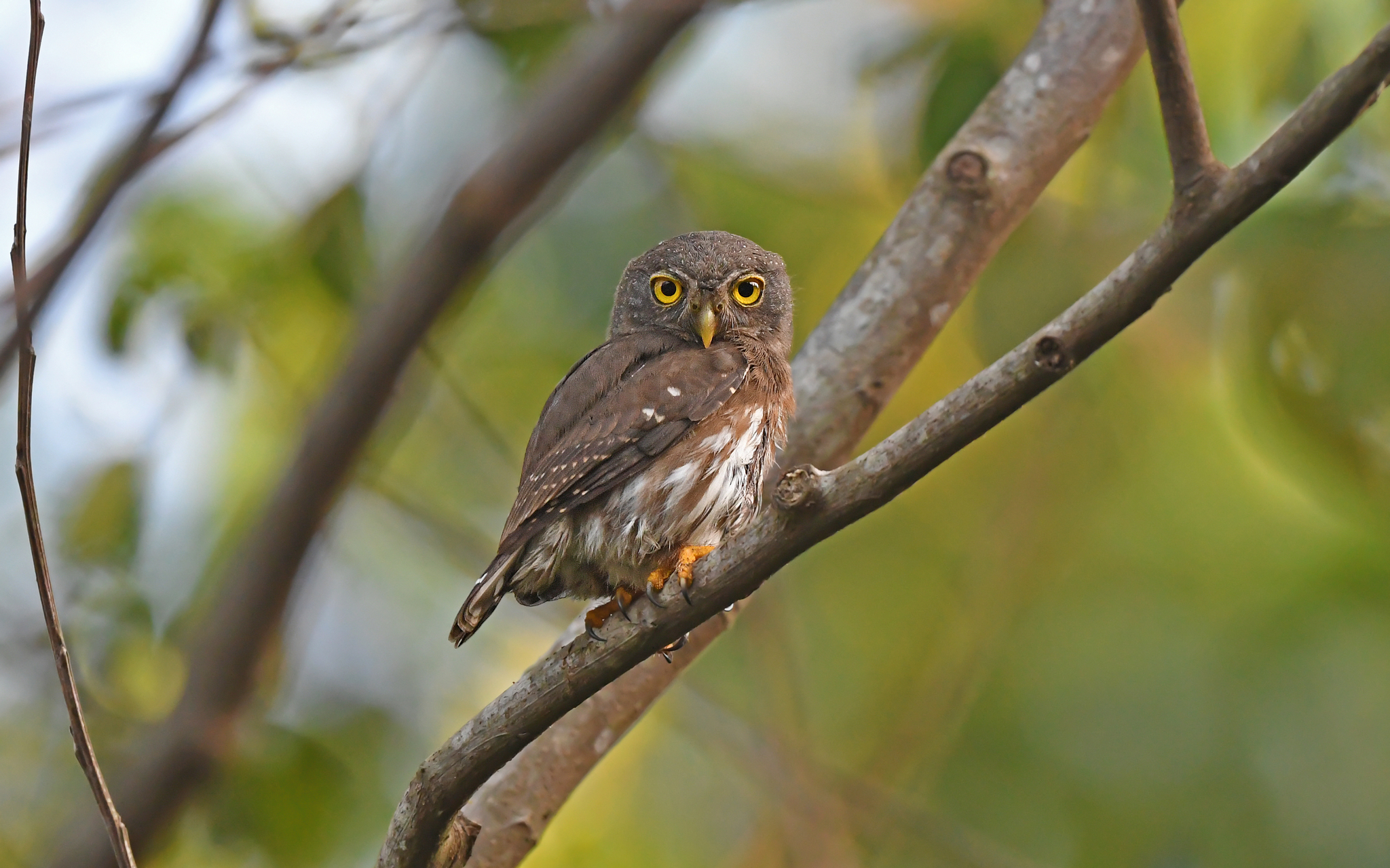 Amazonian Pygmy Owl (Glaucidium hardyi), photo 4