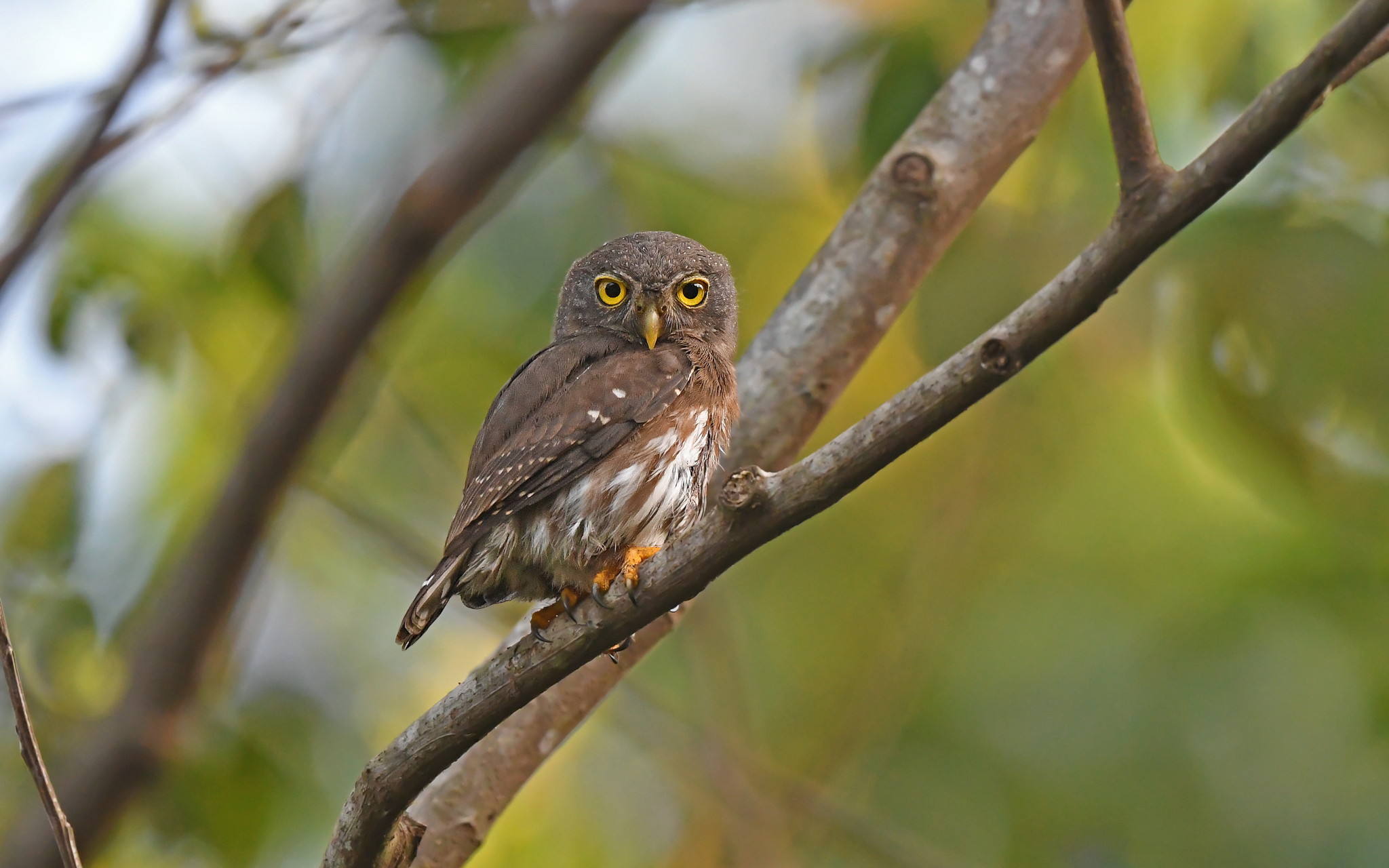 Amazonian Pygmy Owl (Glaucidium hardyi), photo 5