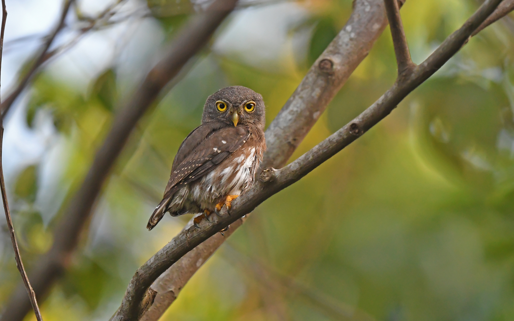 Amazonian Pygmy Owl (Glaucidium hardyi), photo 6