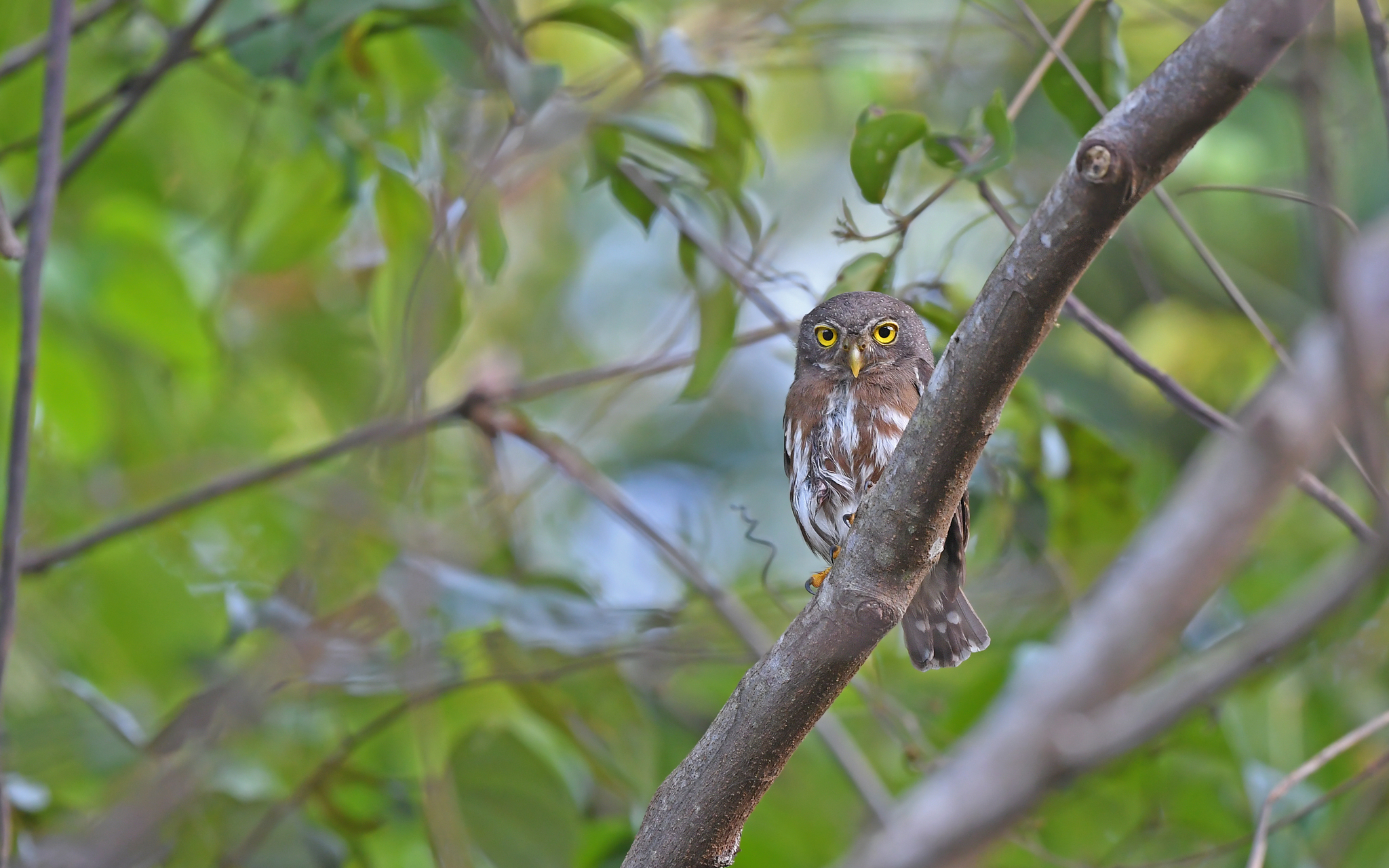 Amazonian Pygmy Owl (Glaucidium hardyi), photo 8