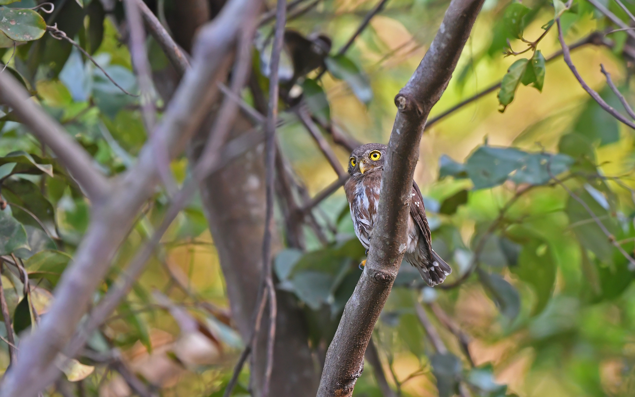 Amazonian Pygmy Owl (Glaucidium hardyi), photo 7
