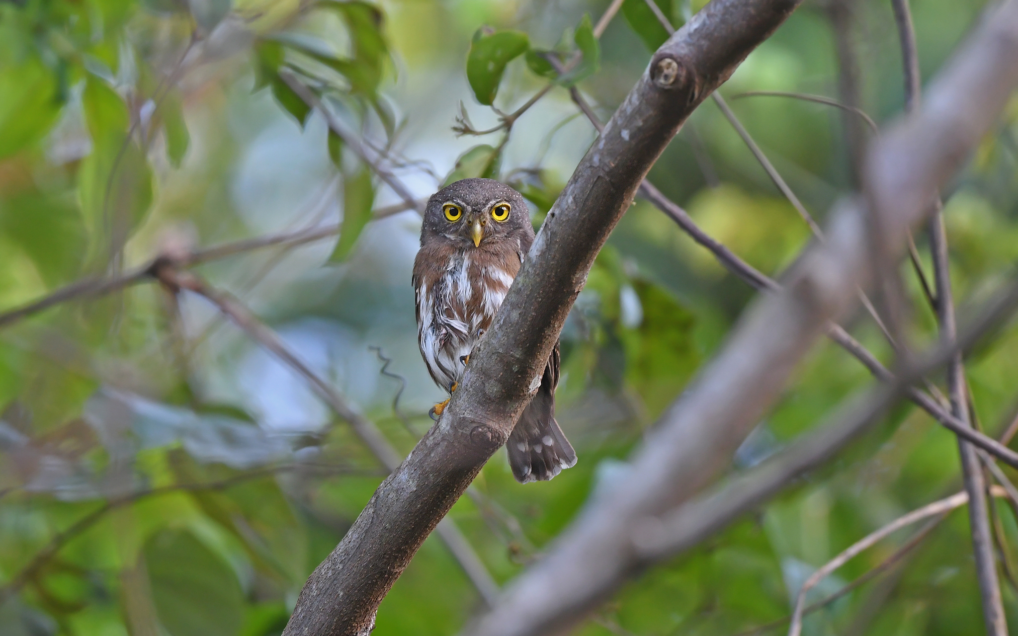 Amazonian Pygmy Owl (Glaucidium hardyi), photo 9