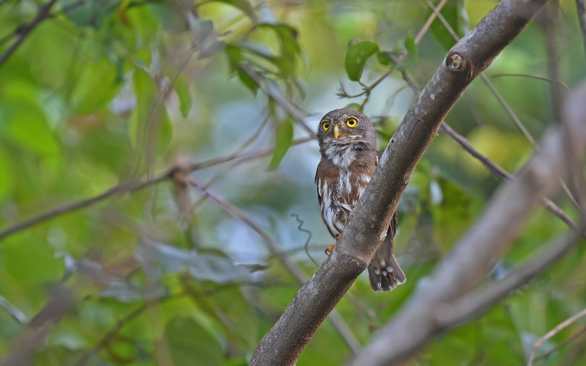 Amazonian Pygmy Owl (Glaucidium hardyi), photo 10