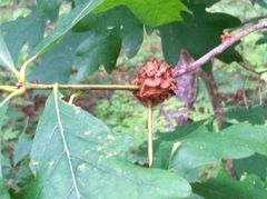 Callirhytis seminator