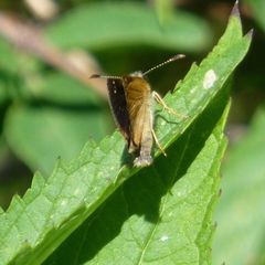 Piruna pirus
