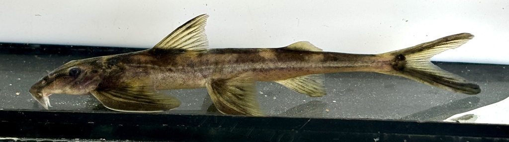 Congo loach catfish (Congoglanis alula) — Amphiliidae