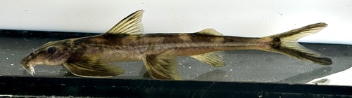 Congo loach catfish (Congoglanis alula) — Amphiliidae