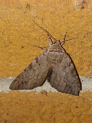 Catocala agrippina