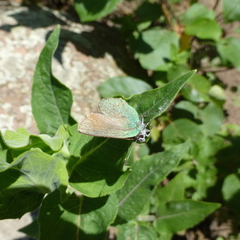 Callophrys affinis