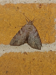 Catocala agrippina