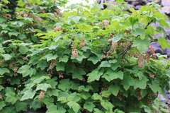 Ribes petraeum caucasicum