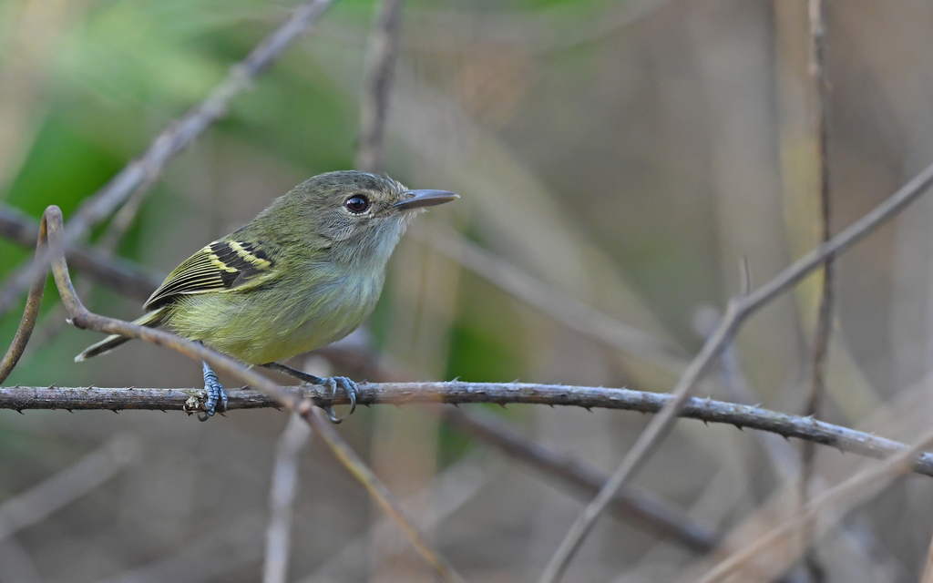 Smoky-Fronted Tody-Flycatcher