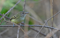 Smoky-Fronted Tody-Flycatcher photo 1