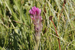 Castilleja lemmonii