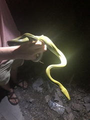 Senticolis triaspis intermedia