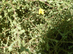 Deinandra pentactis