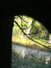 Nycticorax nycticorax