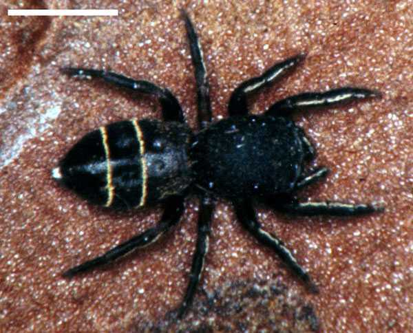 Attidops nickersoni