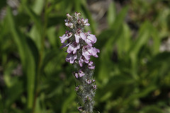 Pedicularis attollens