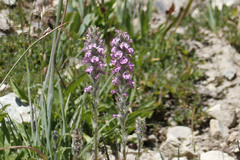 Pedicularis attollens