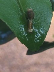 Papilio polytes