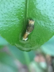 Papilio polytes