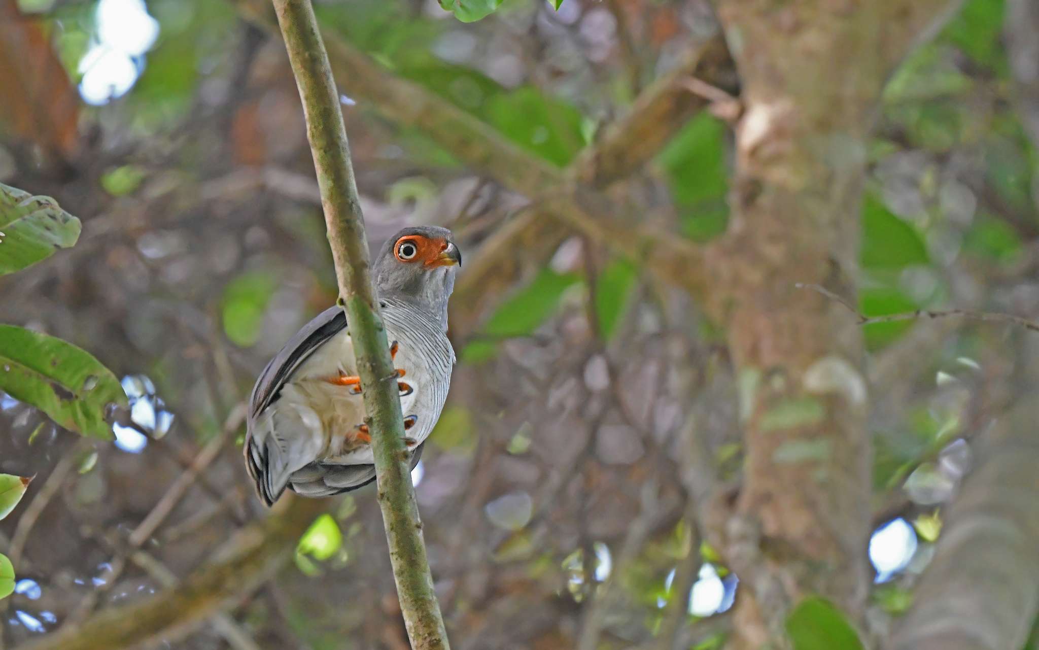 Cryptic Forest Falcon (Micrastur mintoni), photo 1