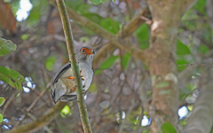 Cryptic Forest Falcon photo 2