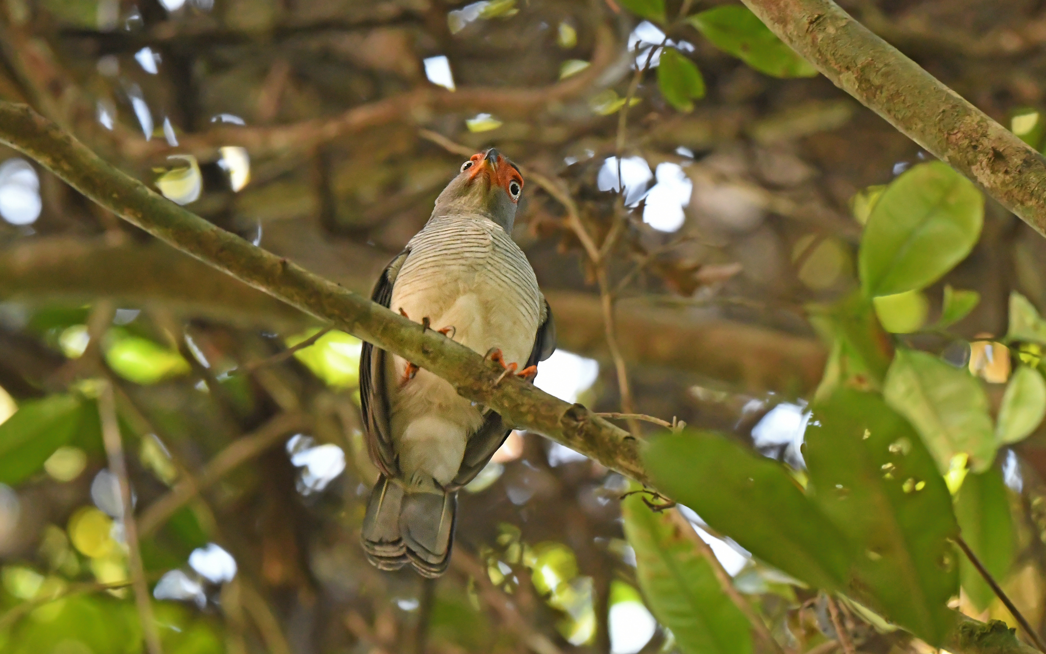 Cryptic Forest Falcon (Micrastur mintoni), photo 2