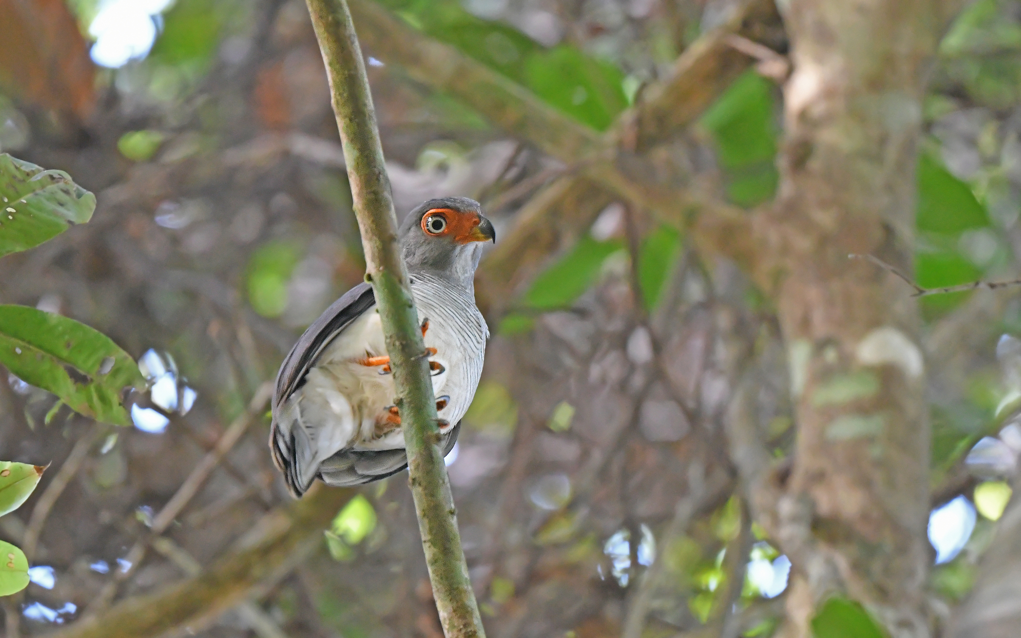 Cryptic Forest Falcon (Micrastur mintoni), photo 3