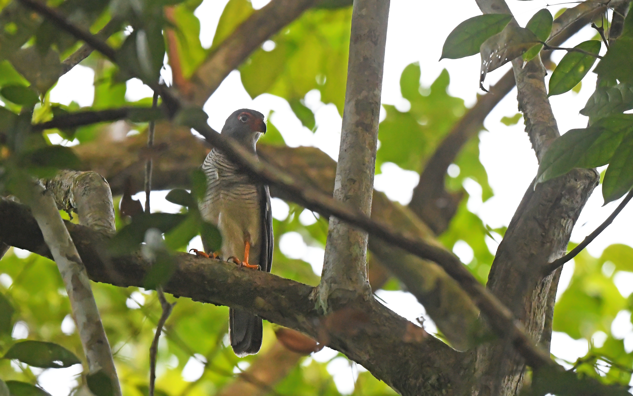 Cryptic Forest Falcon (Micrastur mintoni), photo 4