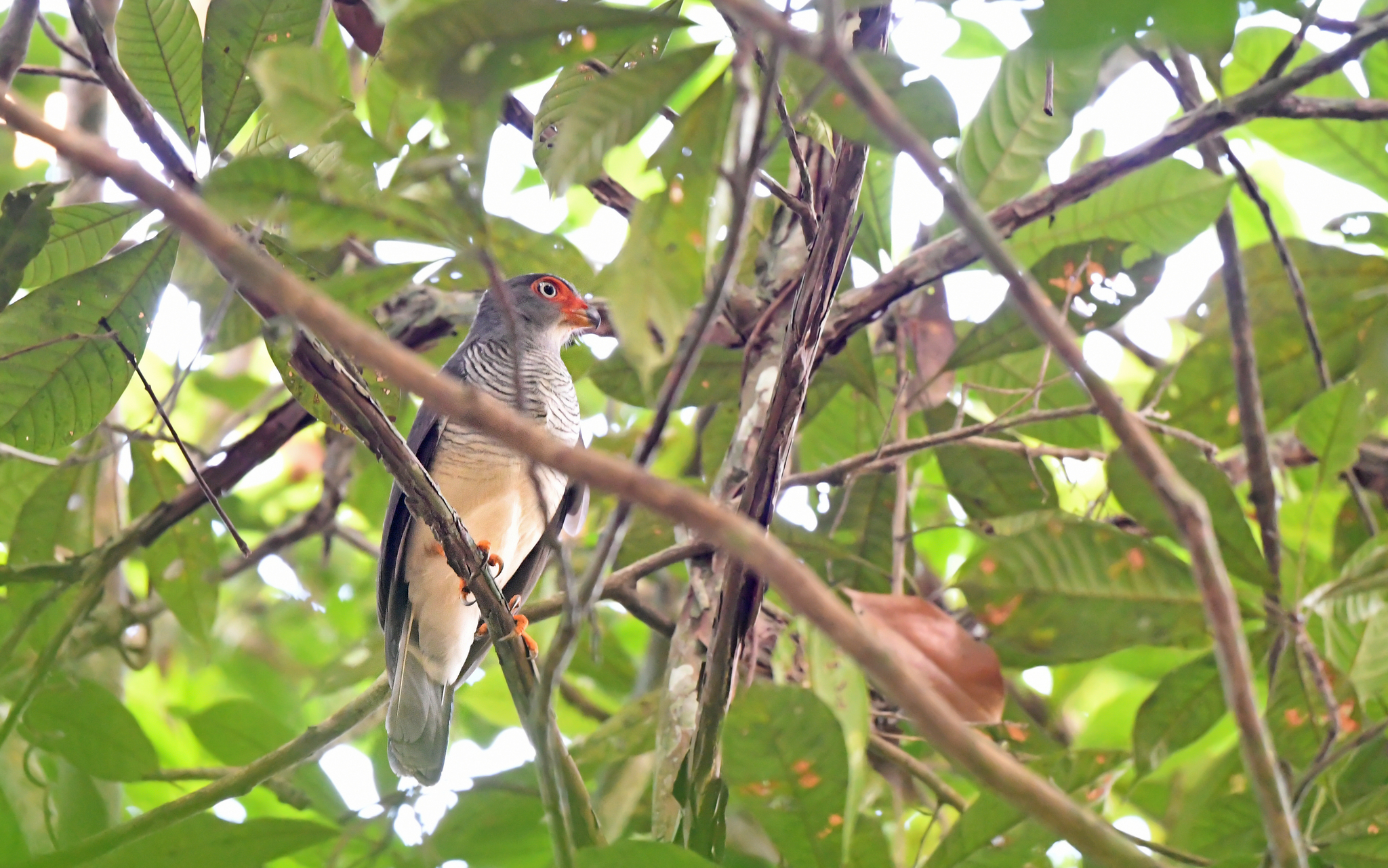 Cryptic Forest Falcon (Micrastur mintoni), photo 5
