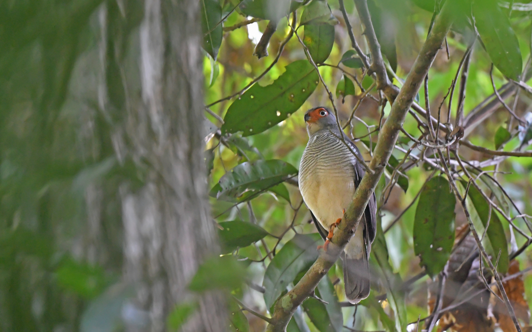 Cryptic Forest Falcon (Micrastur mintoni), photo 6