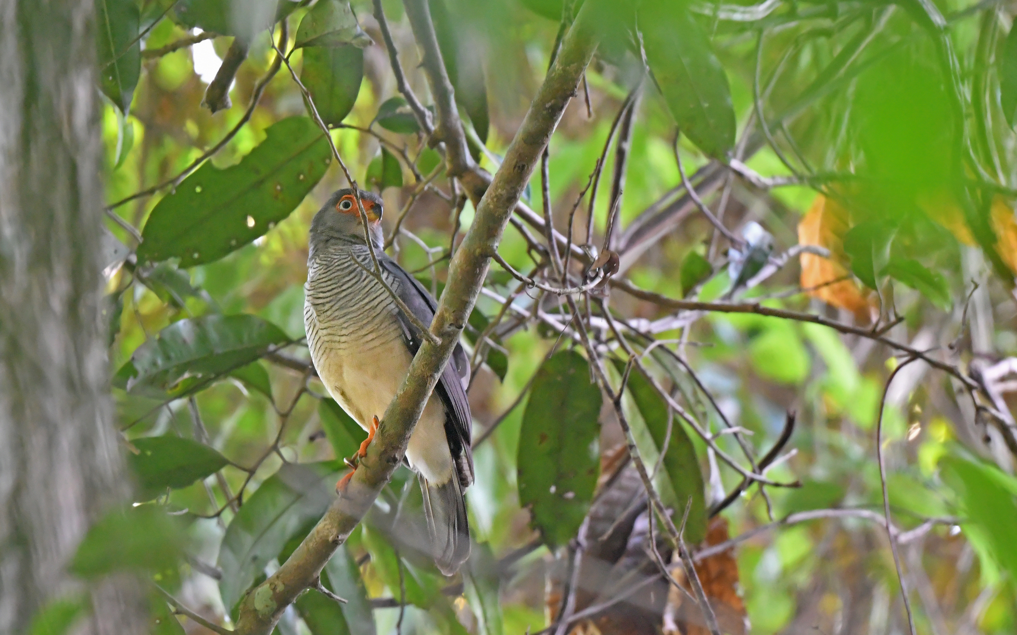 Cryptic Forest Falcon (Micrastur mintoni), photo 7