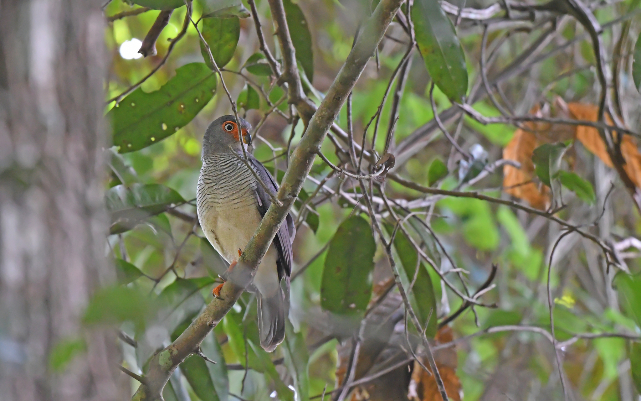 Cryptic Forest Falcon (Micrastur mintoni), photo 9