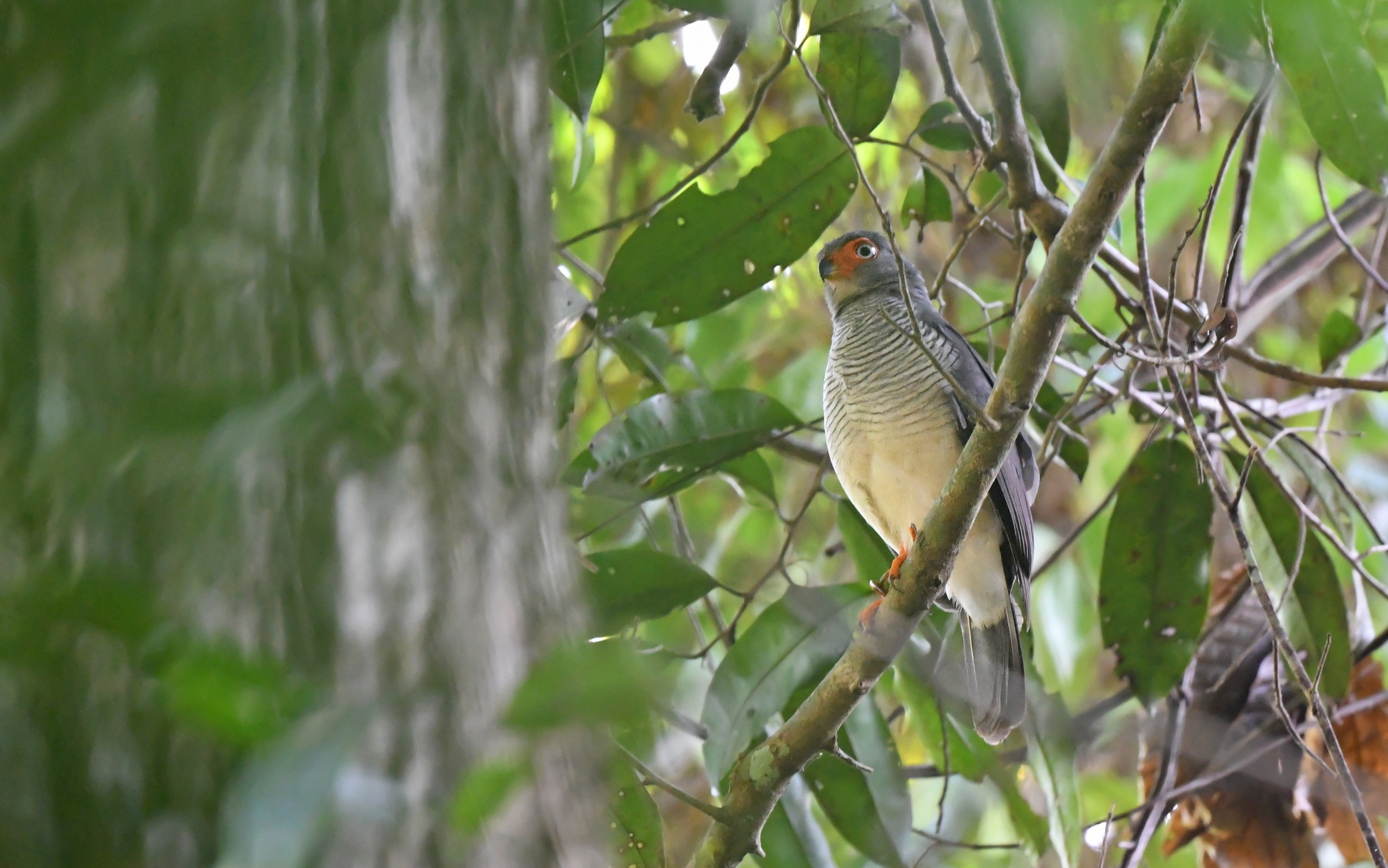 Cryptic Forest Falcon (Micrastur mintoni), photo 8