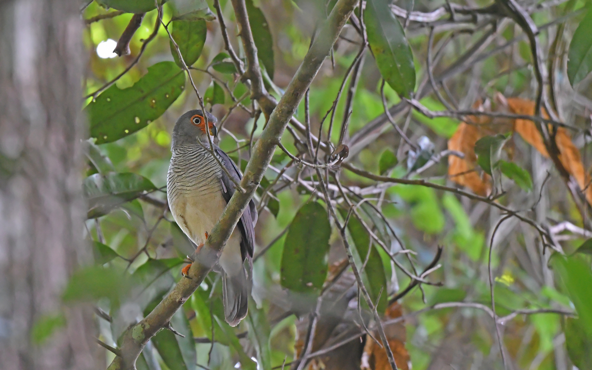 Cryptic Forest Falcon (Micrastur mintoni), photo 10