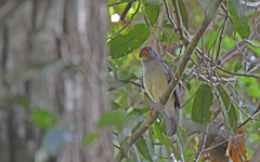 Cryptic Forest Falcon photo 3