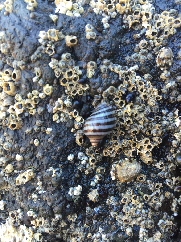 Striped Dogwinkle from Pacific Ocean, , OR, US on July 17, 2016 at 05: ...