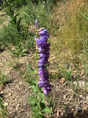 Penstemon glaber