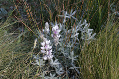 Lupinus breweri