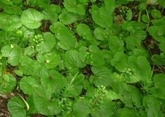 Pachyphragma macrophyllum