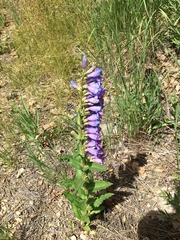 Penstemon glaber