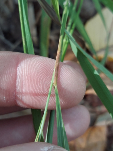 Image of Slender Spikegrass (Chasmanthium laxum) by no rights reserved