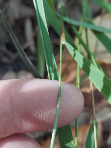 Image of Slender Spikegrass (Chasmanthium laxum) by no rights reserved